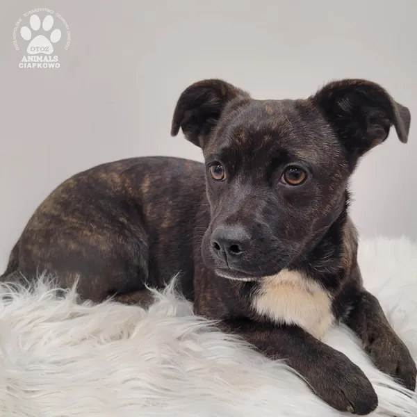 Pies do adopcji, Gdynia, 7 grudnia 2025 (5/5)