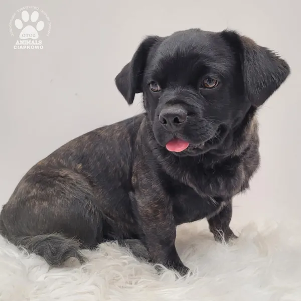 Pies do adopcji, Gdynia, 7 grudnia 2025 (4/5)