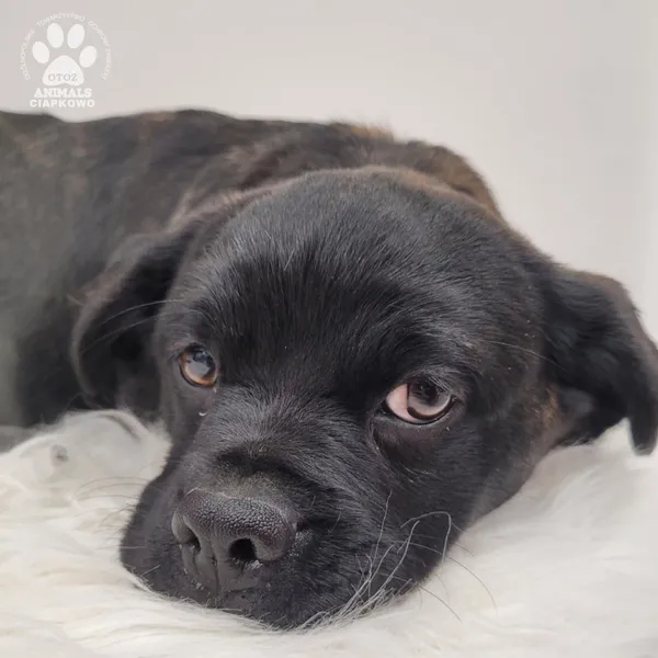 Pies do adopcji, Gdynia, 7 grudnia 2025 (5/5)