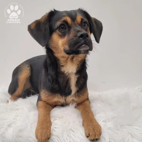 Pies do adopcji, Gdynia, 7 grudnia 2025 (3/5)