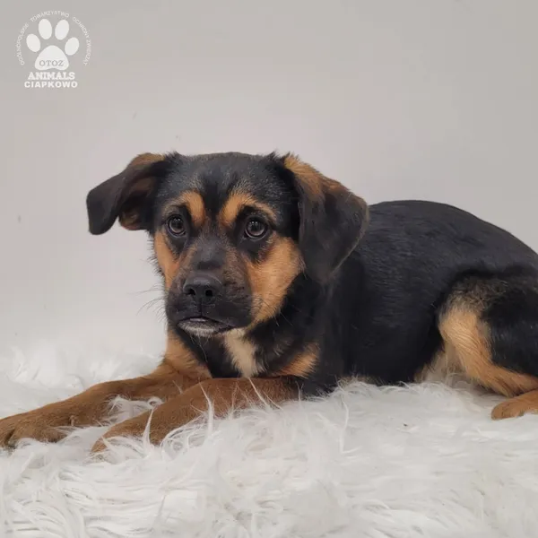 Pies do adopcji, Gdynia, 7 grudnia 2025 (5/5)