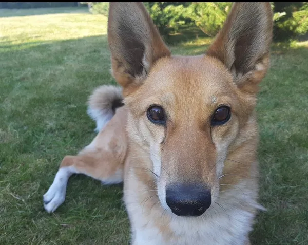 Zaginął pies, Gdynia, Kacze Buki, 8 grudnia 2025 (2/4)