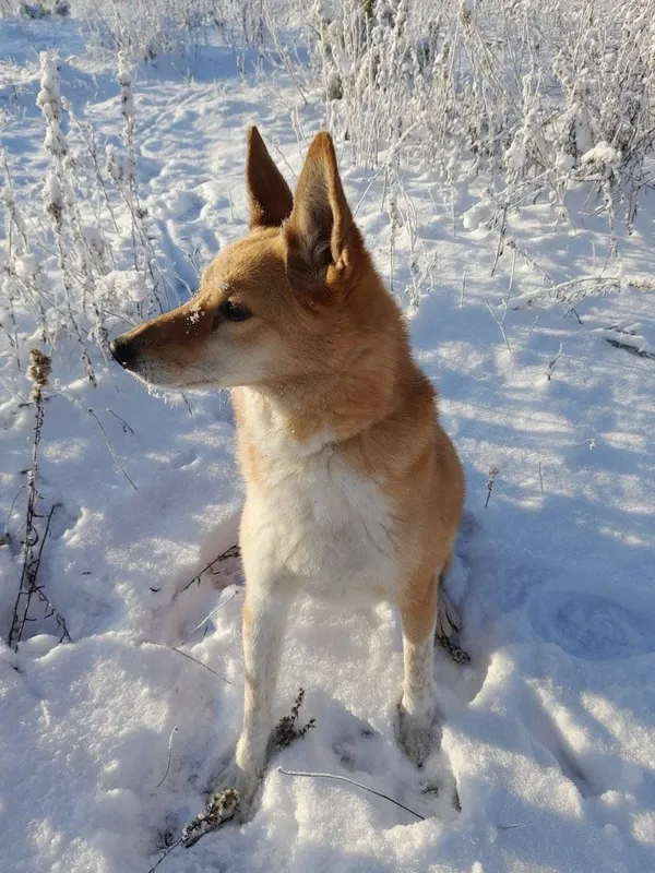 Zaginął pies, Gdynia, Kacze Buki, 8 grudnia 2025 (3/4)