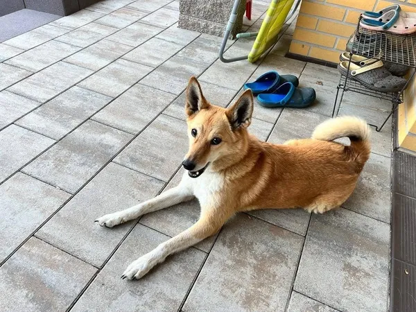 Zaginął pies, Gdynia, Kacze Buki, 8 grudnia 2025 (4/4)