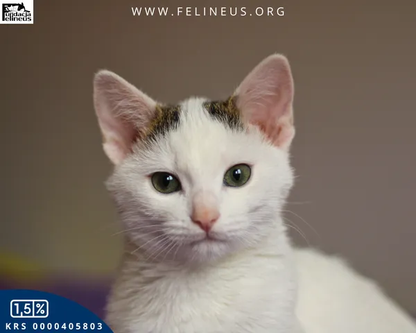 Kot do adopcji, Rzeszów, 8 grudnia 2025 (1/6)