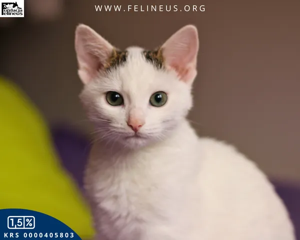 Kot do adopcji, Rzeszów, 8 grudnia 2025 (3/6)