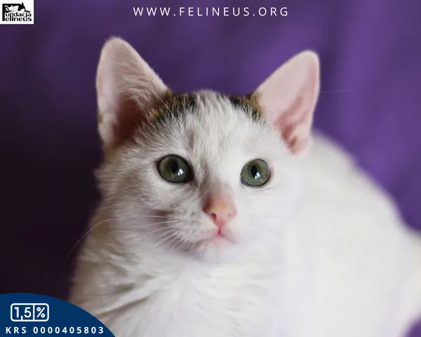 Kot do adopcji, Rzeszów, 8 grudnia 2025 (5/6)