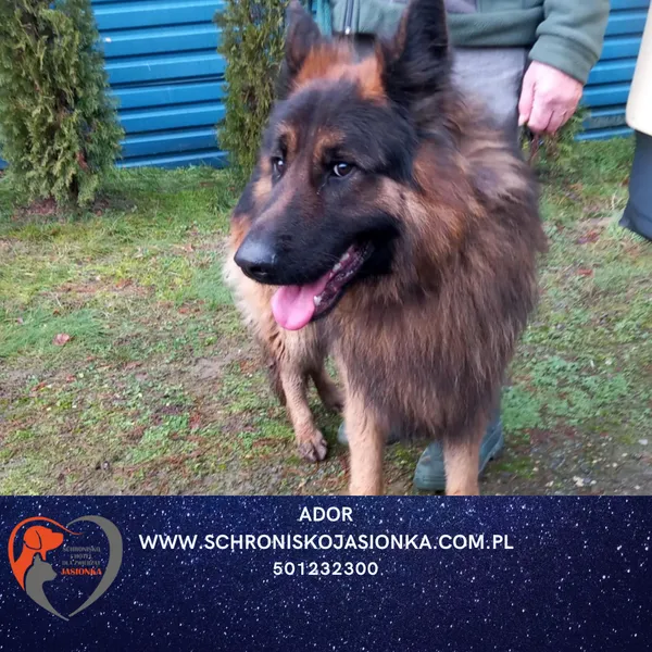 Znaleziono psa, Dębniak, 8 grudnia 2025