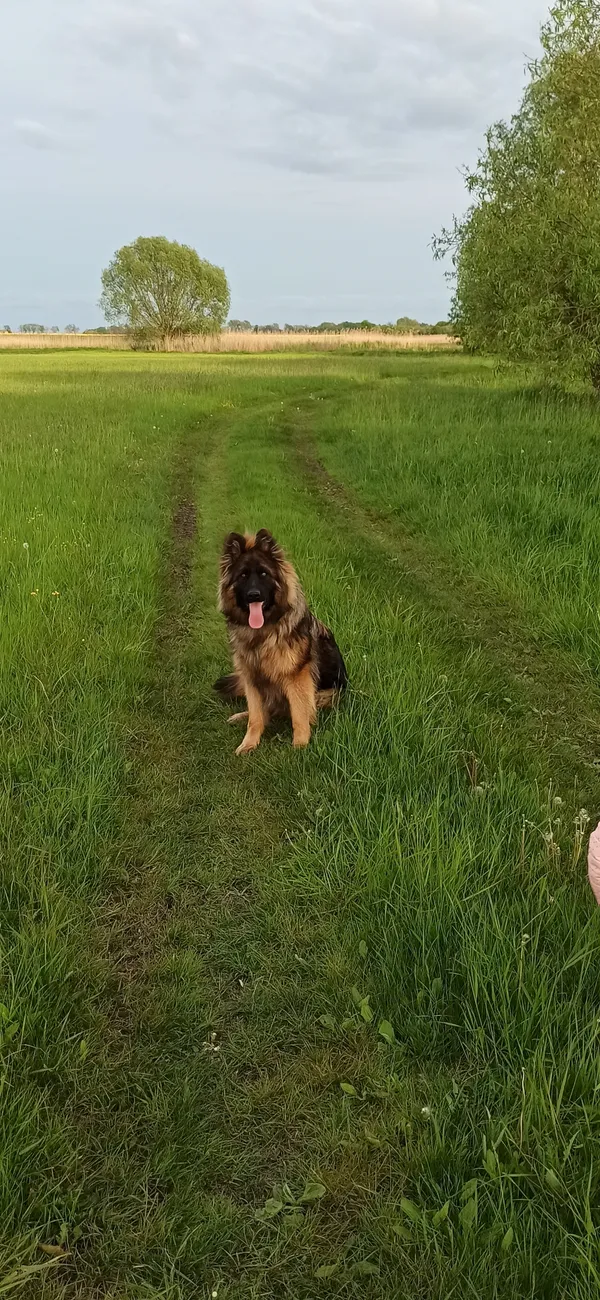 Zaginął pies, Czyste, 8 grudnia 2025 (3/4)