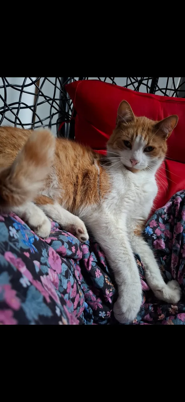 Zaginął kot, Bielsko-Biała, 8 grudnia 2025 (3/4)