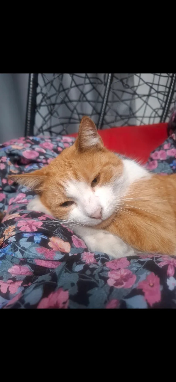 Zaginął kot, Bielsko-Biała, 8 grudnia 2025 (4/4)