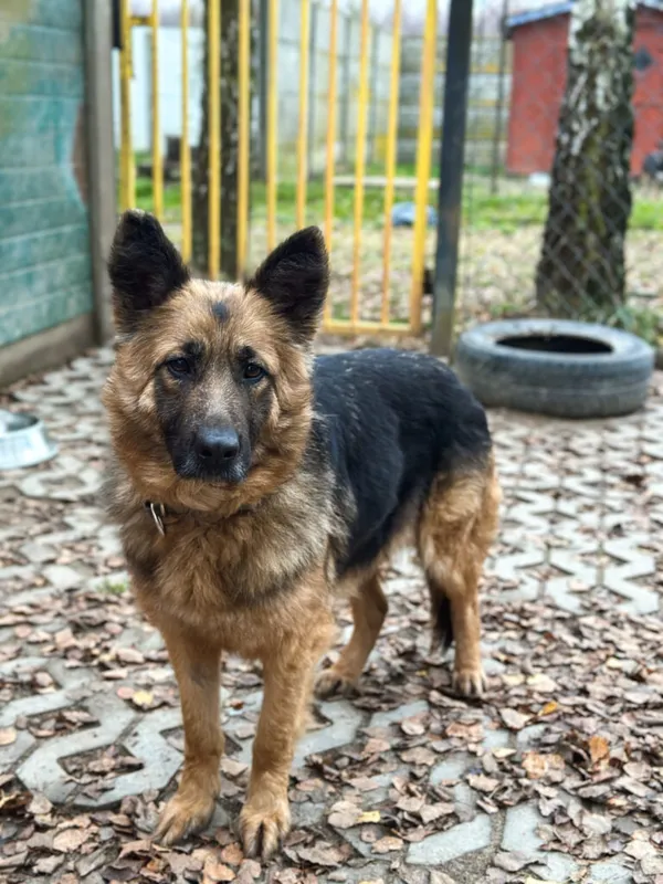 Pies do adopcji, Korabiewice, 7 grudnia 2025 (1/5)