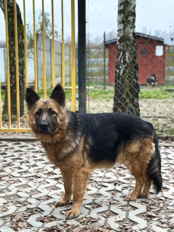 Pies do adopcji, Korabiewice, 7 grudnia 2025 (3/5)