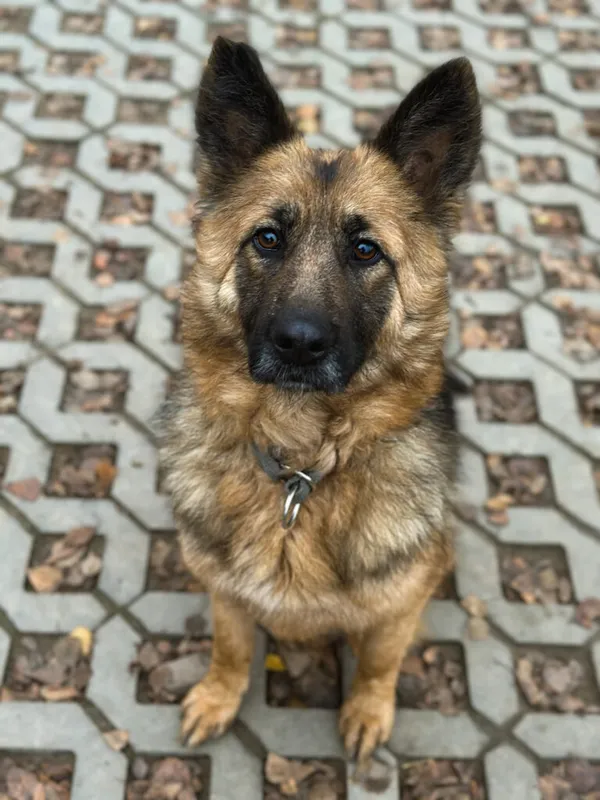 Pies do adopcji, Korabiewice, 7 grudnia 2025 (4/5)