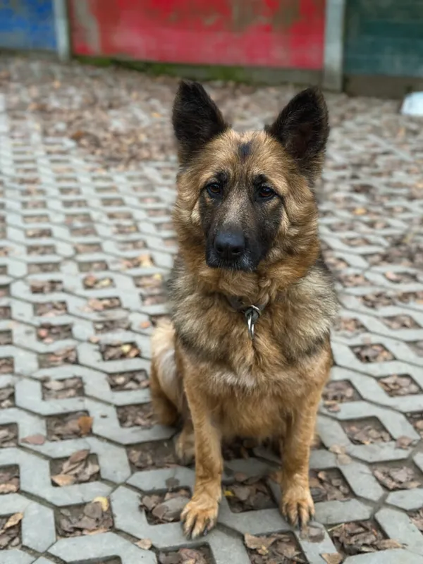 Pies do adopcji, Korabiewice, 7 grudnia 2025 (5/5)