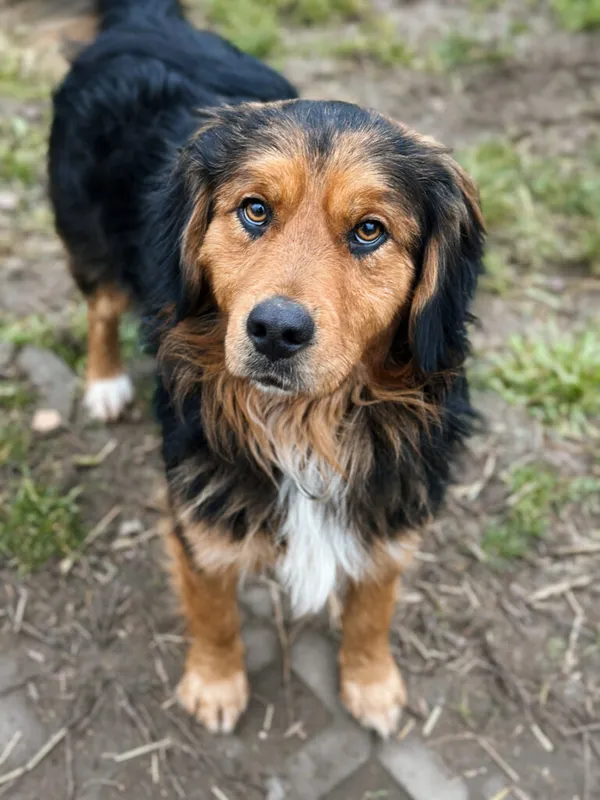 Pies do adopcji, Korabiewice, 7 grudnia 2025 (2/5)