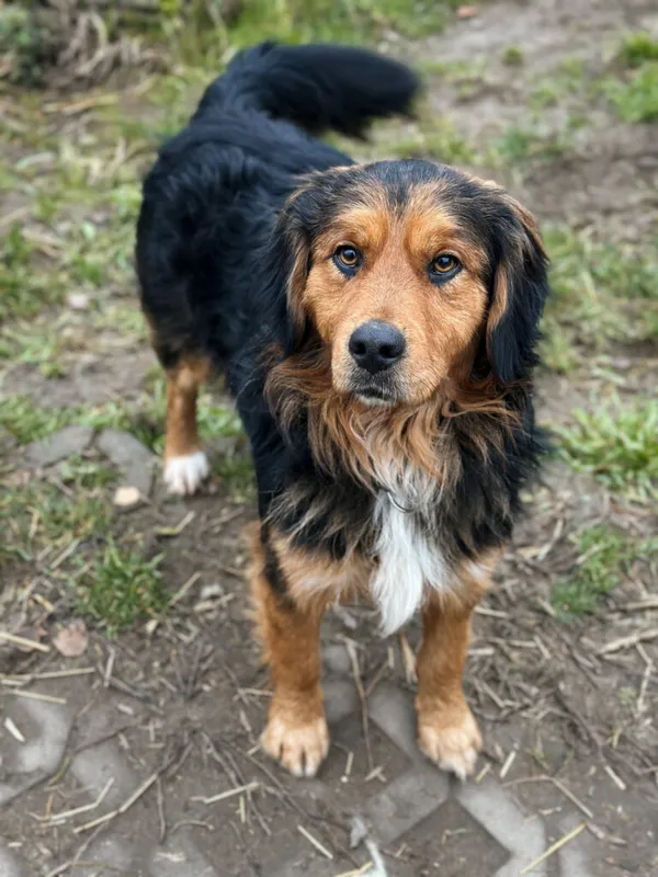 Pies do adopcji, Korabiewice, 7 grudnia 2025 (3/5)