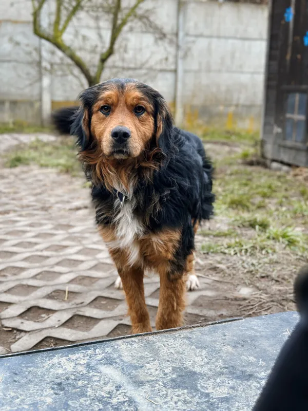 Pies do adopcji, Korabiewice, 7 grudnia 2025 (4/5)