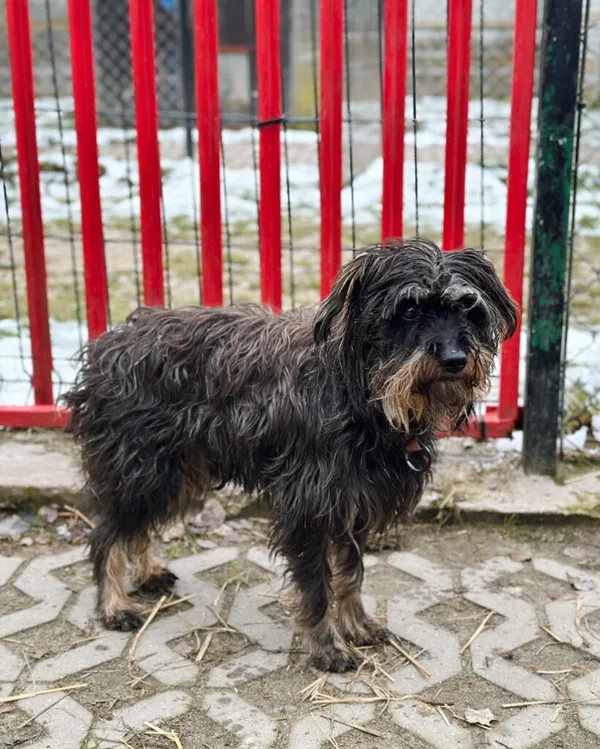 Pies do adopcji, Korabiewice, 7 grudnia 2025 (3/5)