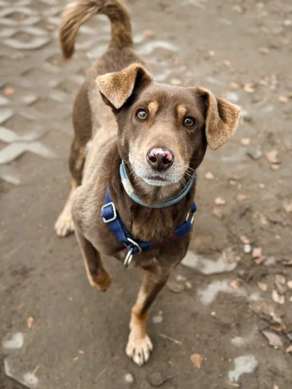 Pies do adopcji, Korabiewice, 7 grudnia 2025 (2/5)