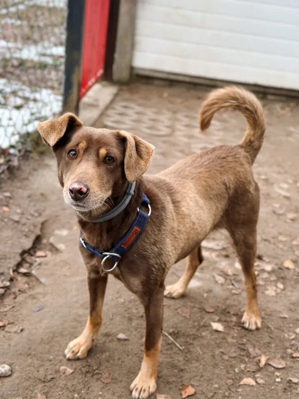 Pies do adopcji, Korabiewice, 7 grudnia 2025 (3/5)