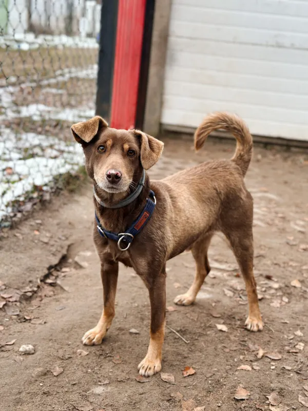 Pies do adopcji, Korabiewice, 7 grudnia 2025 (4/5)