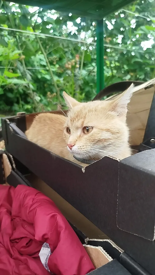 Zaginął kot, Rogów, 8 grudnia 2025