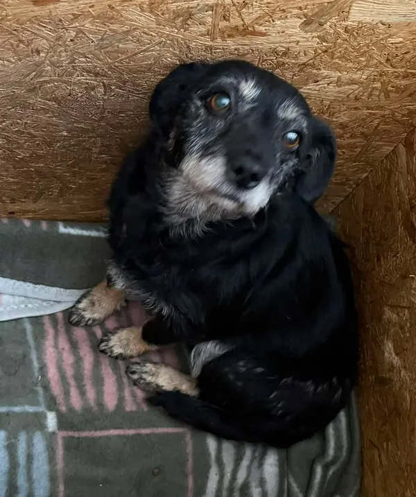 Znaleziono psa, Lublin, 5 grudnia 2025