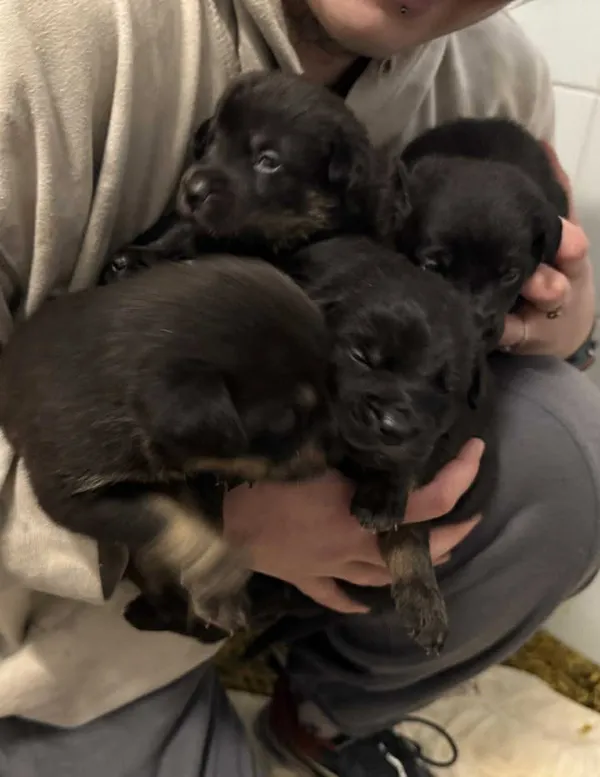 Znaleziono psa, Lublin, 6 grudnia 2025