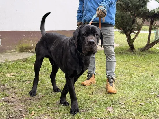 Pies do adopcji, Kraków, 23 listopada 2025