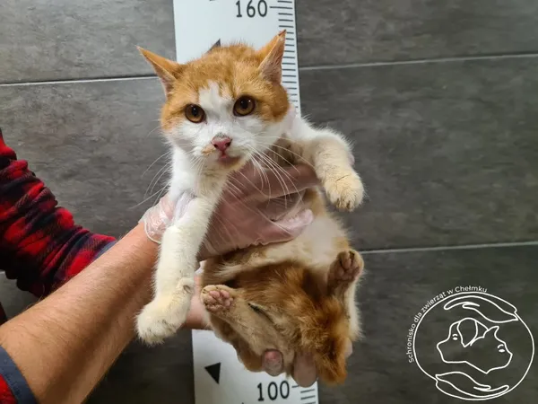 Znaleziono kota, Chełmek, 8 grudnia 2025