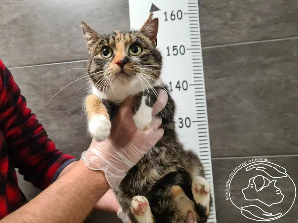 Znaleziono kota, Chełmek, 8 grudnia 2025