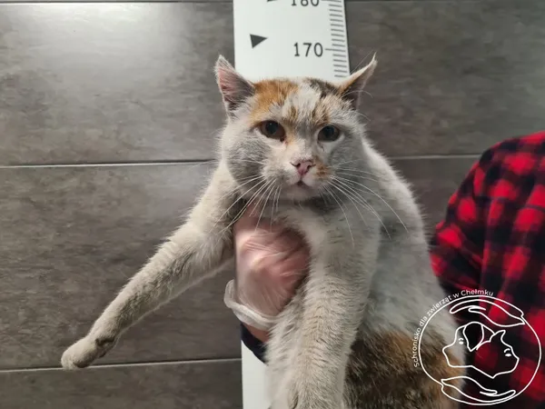 Znaleziono kota, Chełmek, 8 grudnia 2025