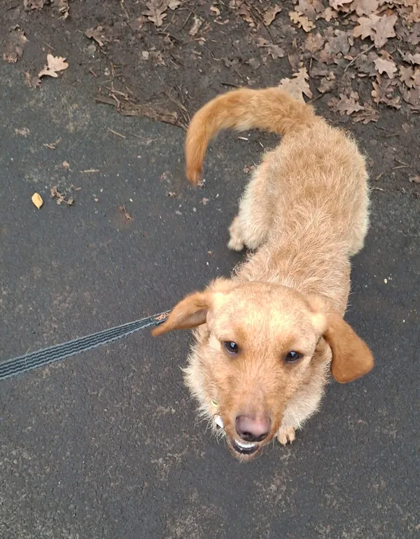 Pies do adopcji, Milanówek, 8 grudnia 2025 (1/5)