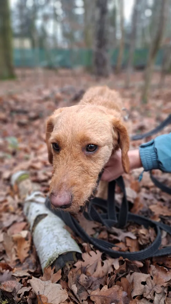 Pies do adopcji, Milanówek, 8 grudnia 2025 (2/5)