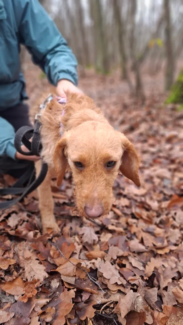 Pies do adopcji, Milanówek, 8 grudnia 2025 (3/5)