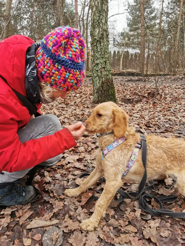 Pies do adopcji, Milanówek, 8 grudnia 2025 (4/5)
