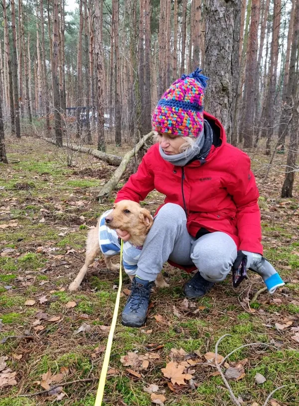 Pies do adopcji, Milanówek, 8 grudnia 2025 (5/5)