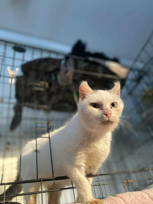 Kot do adopcji, Żywiec, 7 grudnia 2025 (4/5)