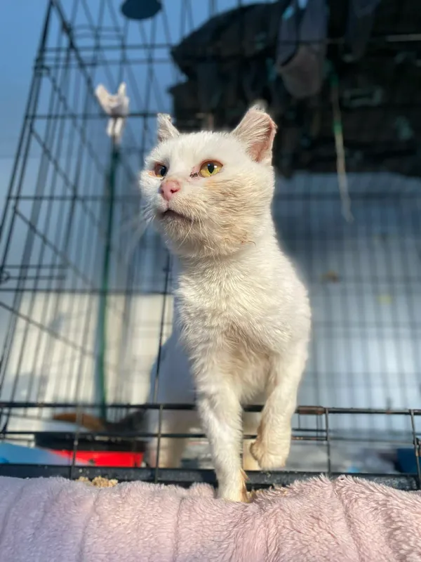 Kot do adopcji, Żywiec, 7 grudnia 2025 (1/5)