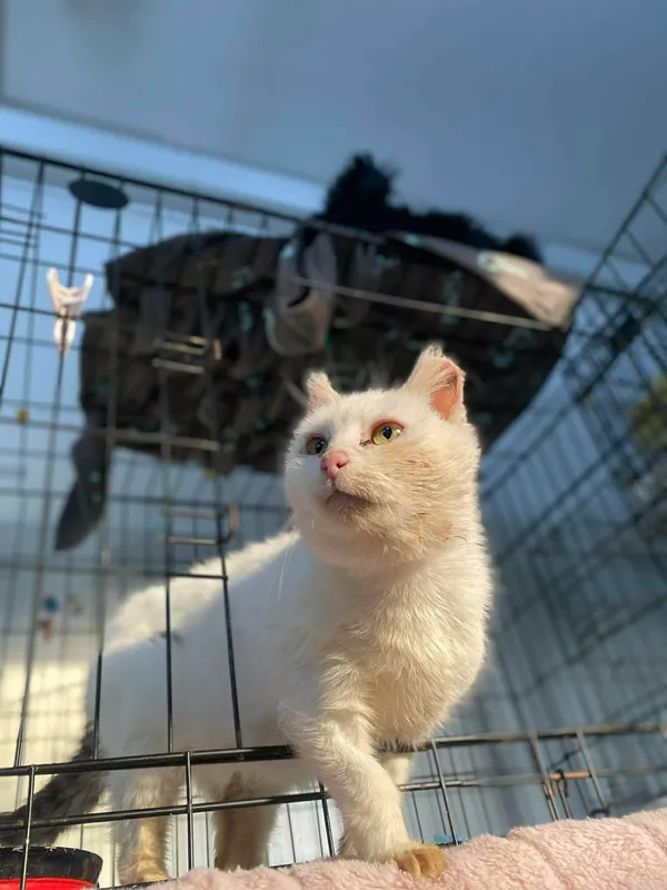 Kot do adopcji, Żywiec, 7 grudnia 2025 (5/5)