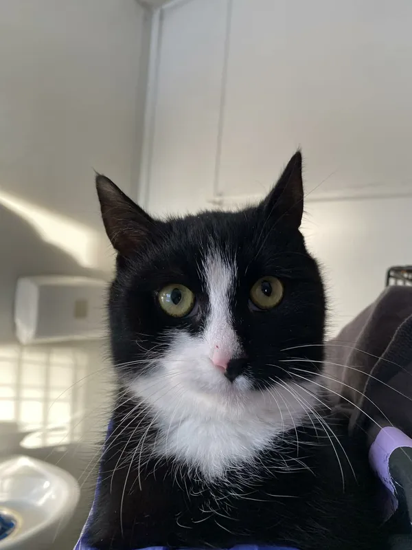 Kot do adopcji, Żywiec, 7 grudnia 2025 (3/5)