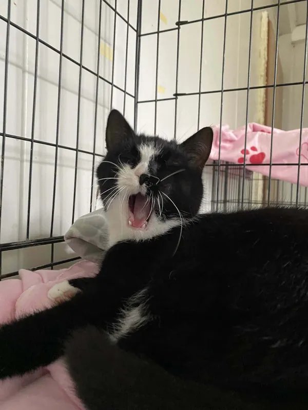 Kot do adopcji, Żywiec, 7 grudnia 2025 (4/5)