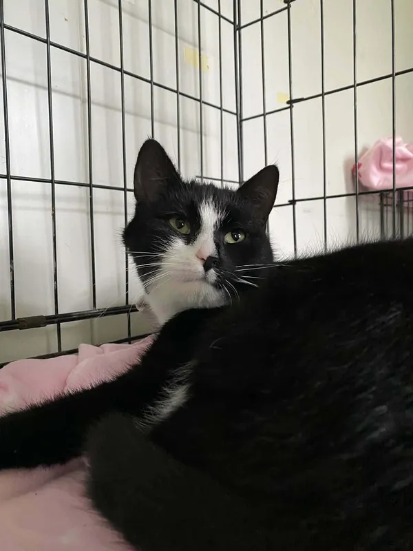 Kot do adopcji, Żywiec, 7 grudnia 2025 (5/5)