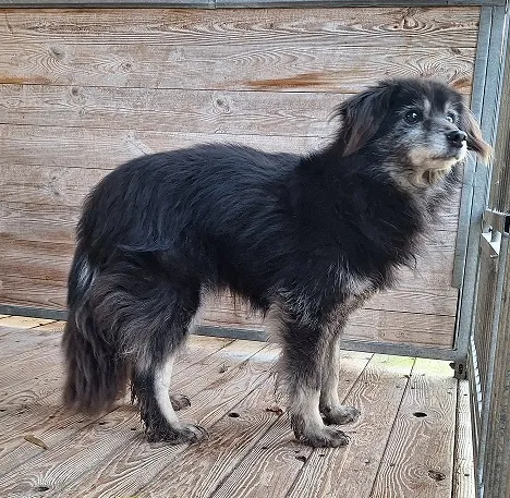 Pies do adopcji, Orzechowce, 8 grudnia 2025 (2/3)