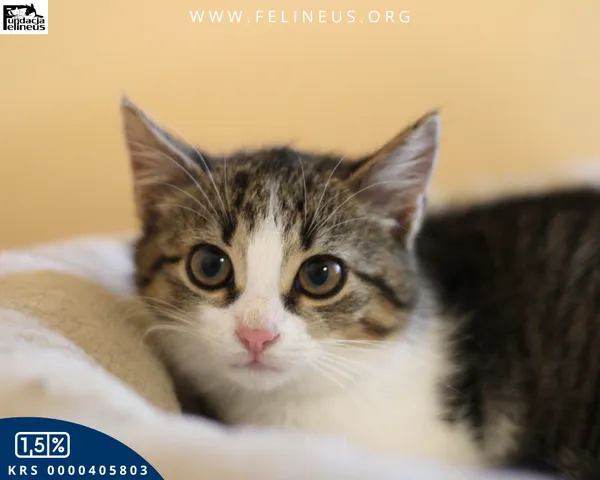 Kot do adopcji, Rzeszów, 9 grudnia 2025 (4/5)