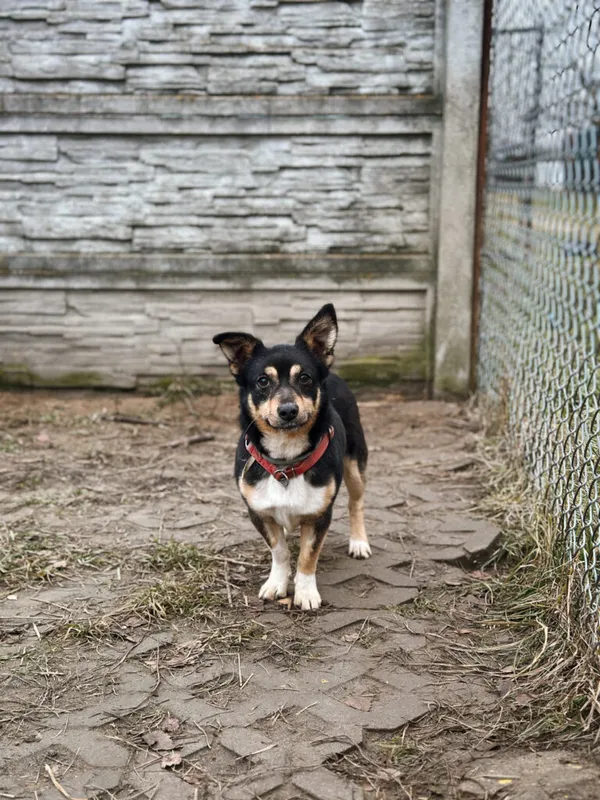 Pies do adopcji, Korabiewice, 7 grudnia 2025 (1/5)