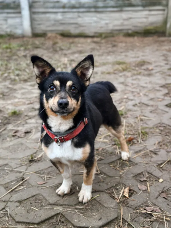 Pies do adopcji, Korabiewice, 7 grudnia 2025 (3/5)