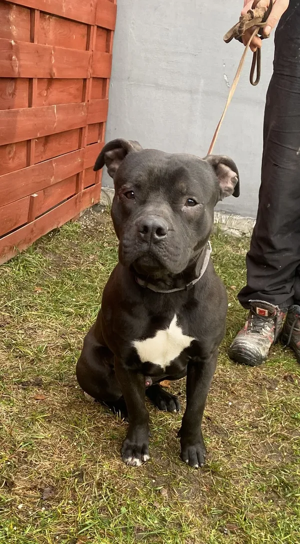 Znaleziono psa, Czartki, 8 grudnia 2025