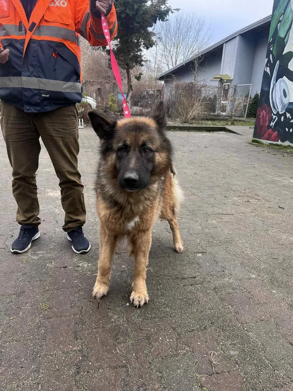 Pies do adopcji, Włocławek, 8 grudnia 2025 (1/2)